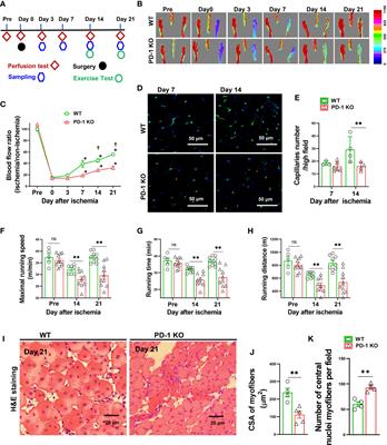 Pharmacological and Genetic Inhibition of PD-1 Demonstrate an Important Role of PD-1 in Ischemia-Induced Skeletal Muscle Inflammation, Oxidative Stress, and Angiogenesis